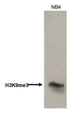 Western Blot: Histone H3 [Trimethyl Lys9] Antibody [NBP2-59152] - Histone (acid) extracts of NB4 (human promyelocytic leukemia) cells were analyzed  using the antibody against H3K9me3 diluted 1:750 in TBS-Tween containing 5% skimmed milk. The position of the protein of interest of interest is indicated on the left.